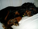 Cavalier King Charles Spaniel Puppy Thumbnail
